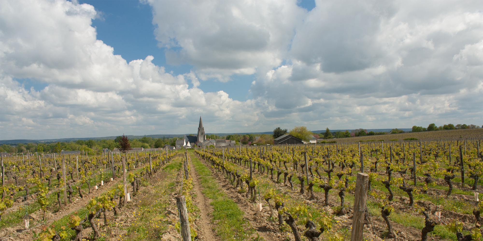 Vines in Saumur