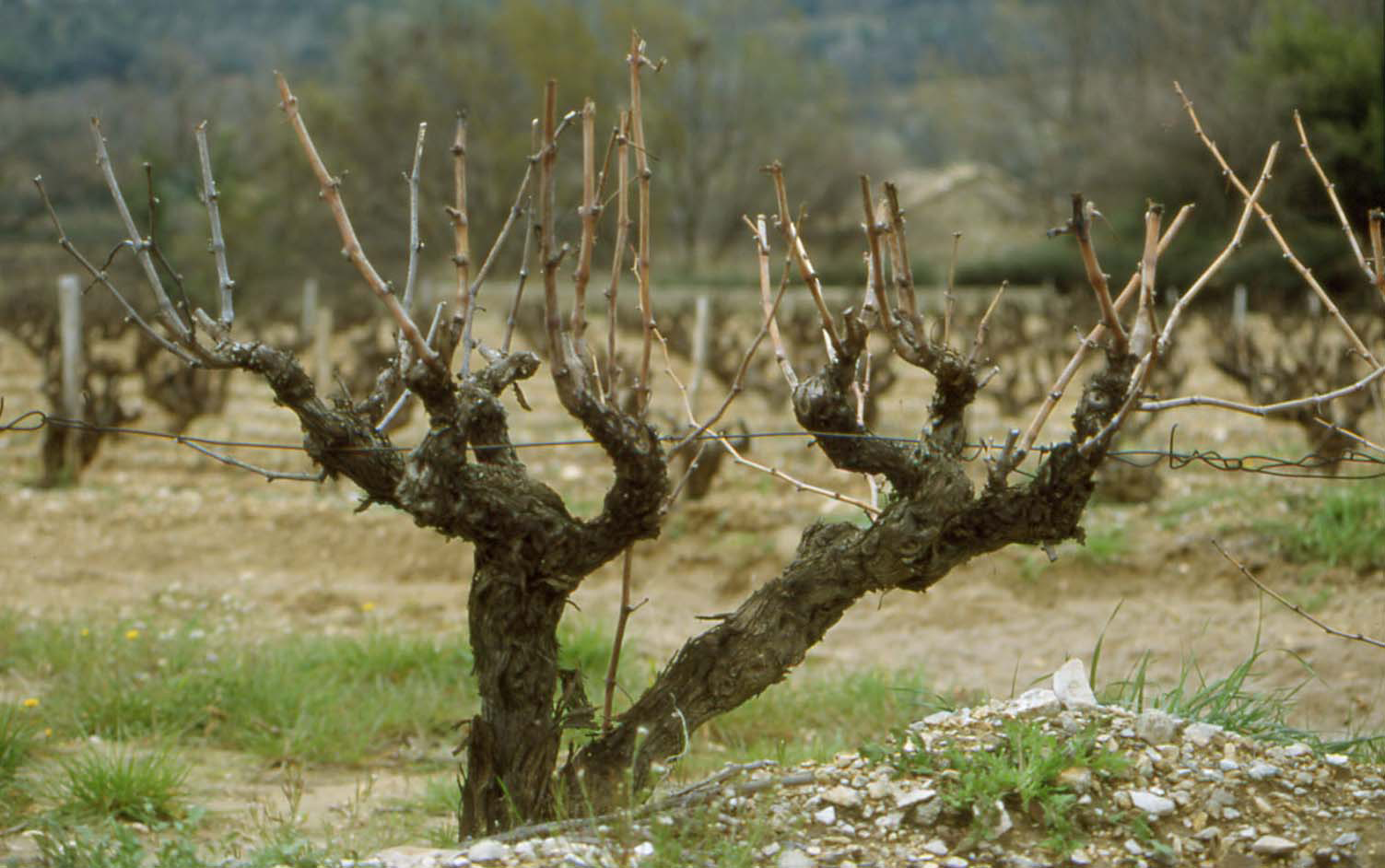 Vines in Lirac